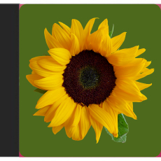 Sunflower Glow Aari Tracing Sunflower Glow Aari Tracing