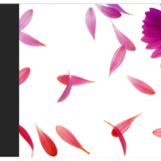 Petal Dance Aari Tracing Petal Dance Aari Tracing