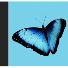 Butterfly Wings Aari Tracing Butterfly Wings Aari Tracing