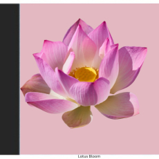 Lotus Bloom Aari Tracing Lotus Bloom Aari Tracing